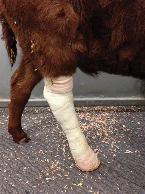 dairy cow broken leg